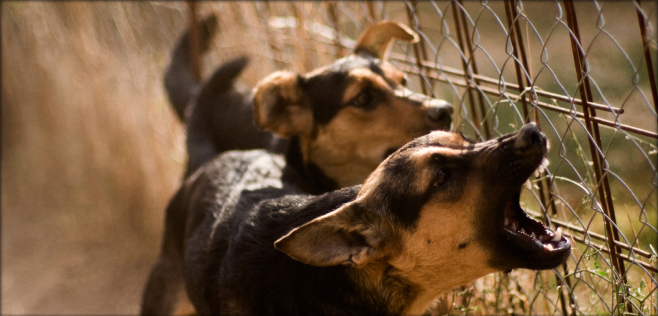 Dog Bite Attorney in Denver